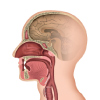 Representation of adenoids that are present behind the nasal cavoty