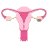 Uterus showing cyst in the ovaries, showing the concept of ovarian cyst