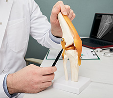 Doctor holding a model of knee joint 