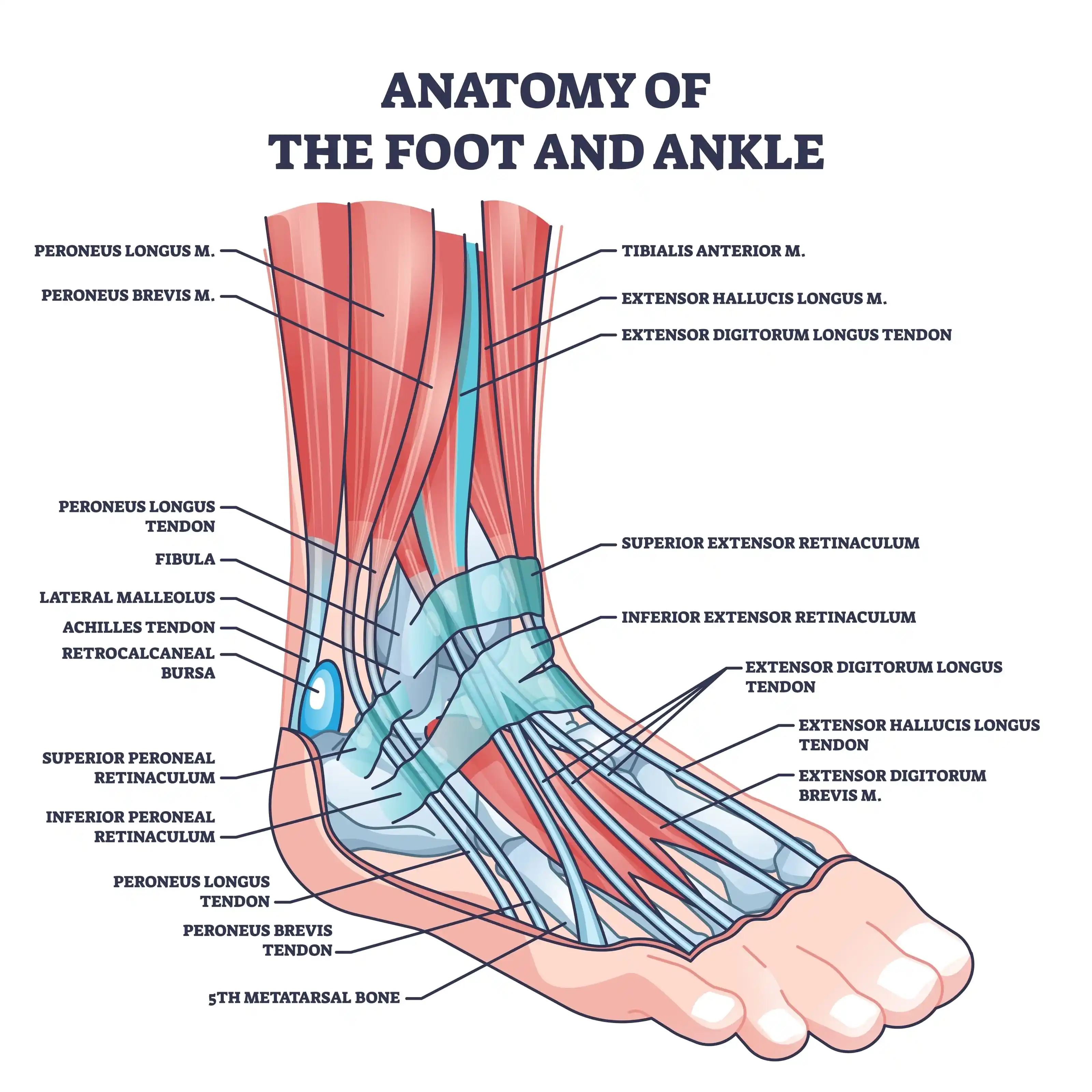 foot-and-ankle